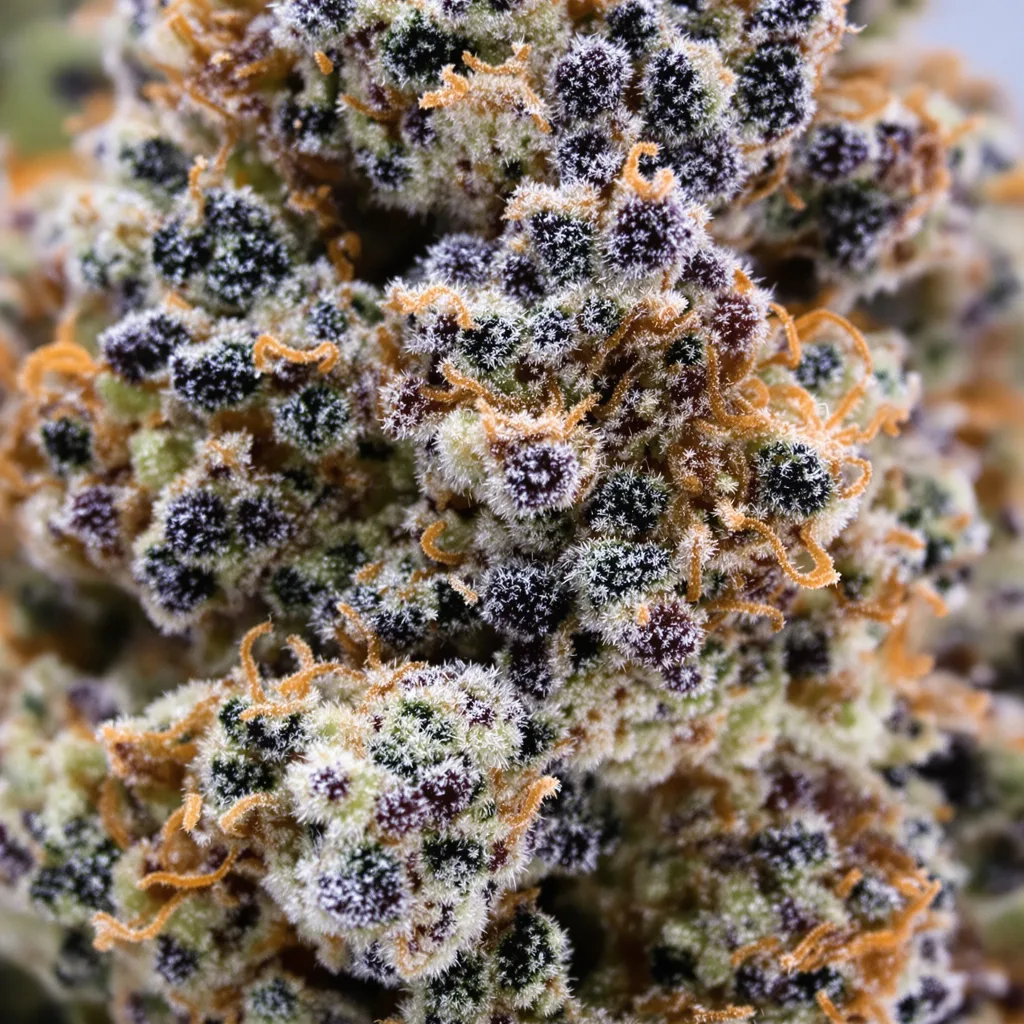 Primer plano de cogollo de cannabis Kush XL mostrando cálices densos con tonos morados