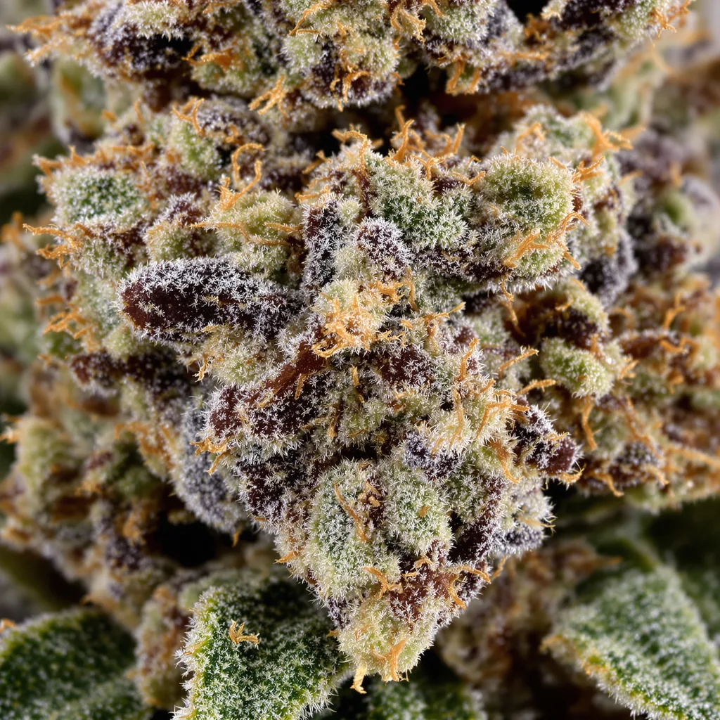 Primer plano de cogollo de cannabis Kush XL mostrando cálices densos con tonos morados