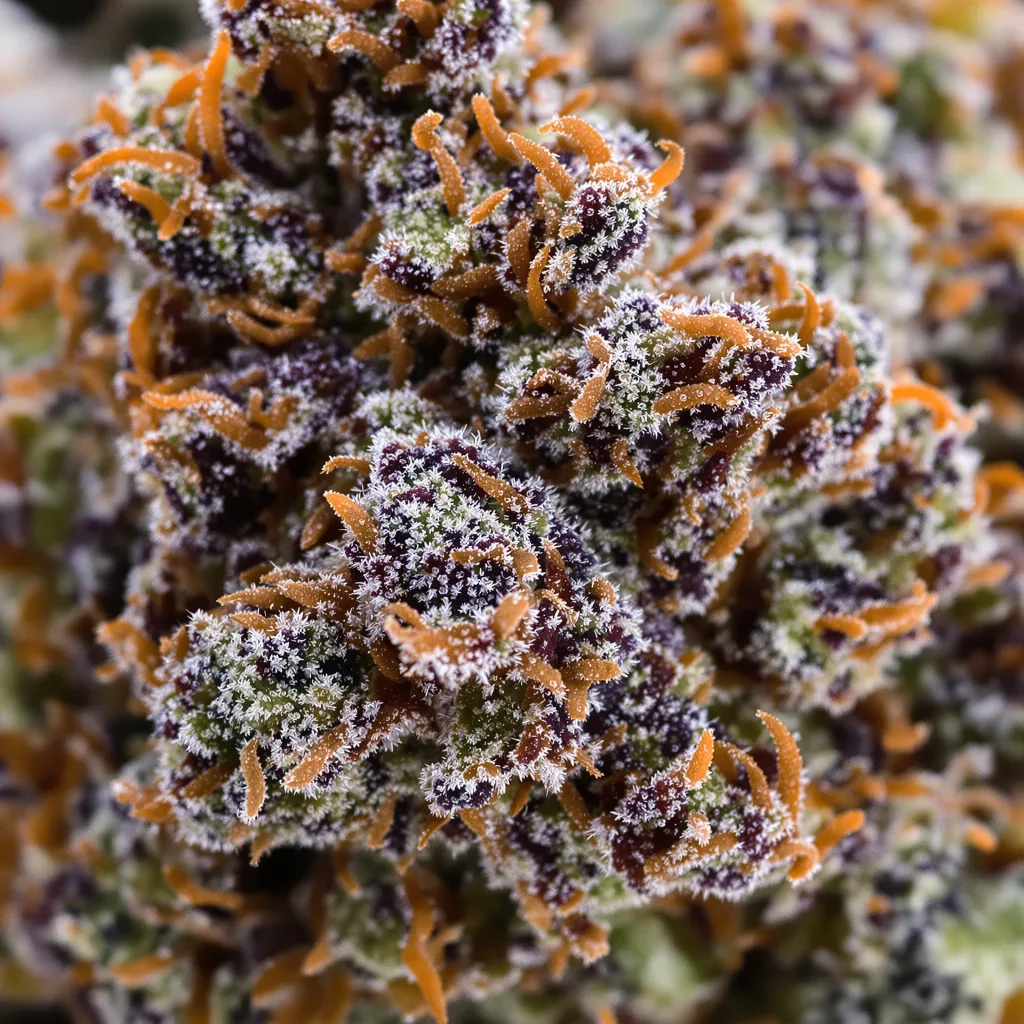 Primer plano de cogollo de cannabis Kushadelic mostrando cálices densos con tonos morados