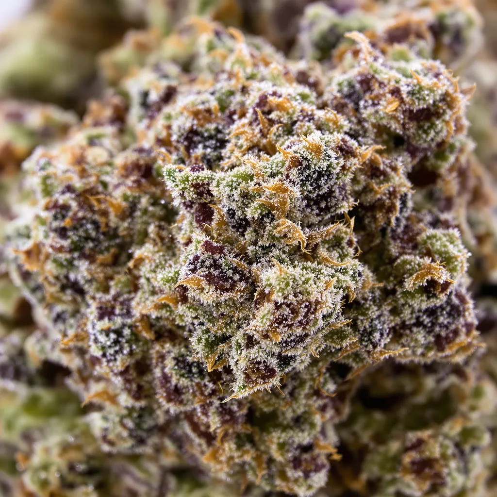Primer plano de cogollo de cannabis Kushberry mostrando cálices densos con tonos morados