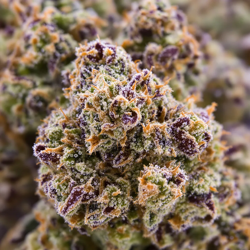 Primer plano de cogollo de cannabis LA OG mostrando estructura abierta con pistilos naranjas
