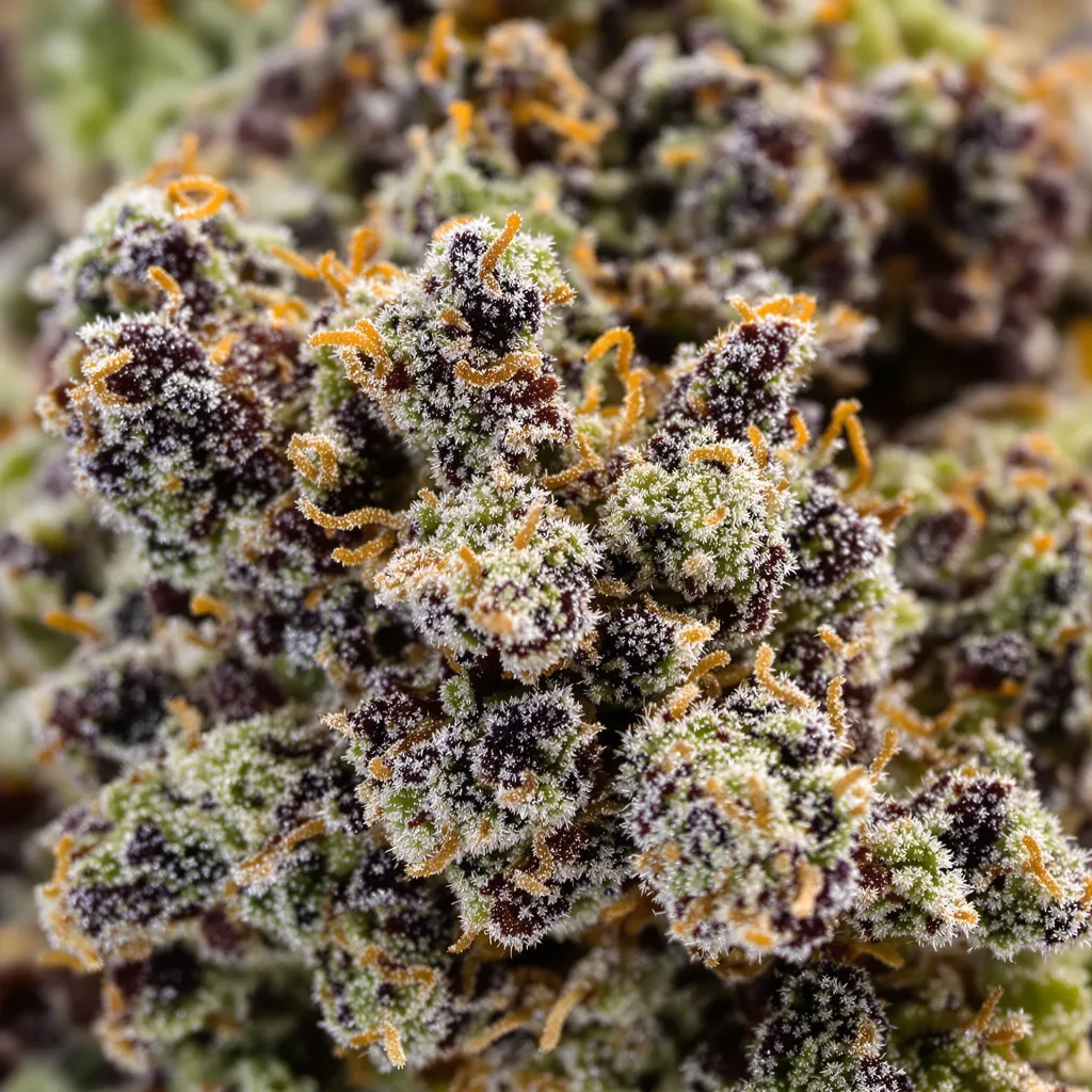 Primer plano de cogollo de cannabis LA Ultra mostrando cálices densos con tonos morados