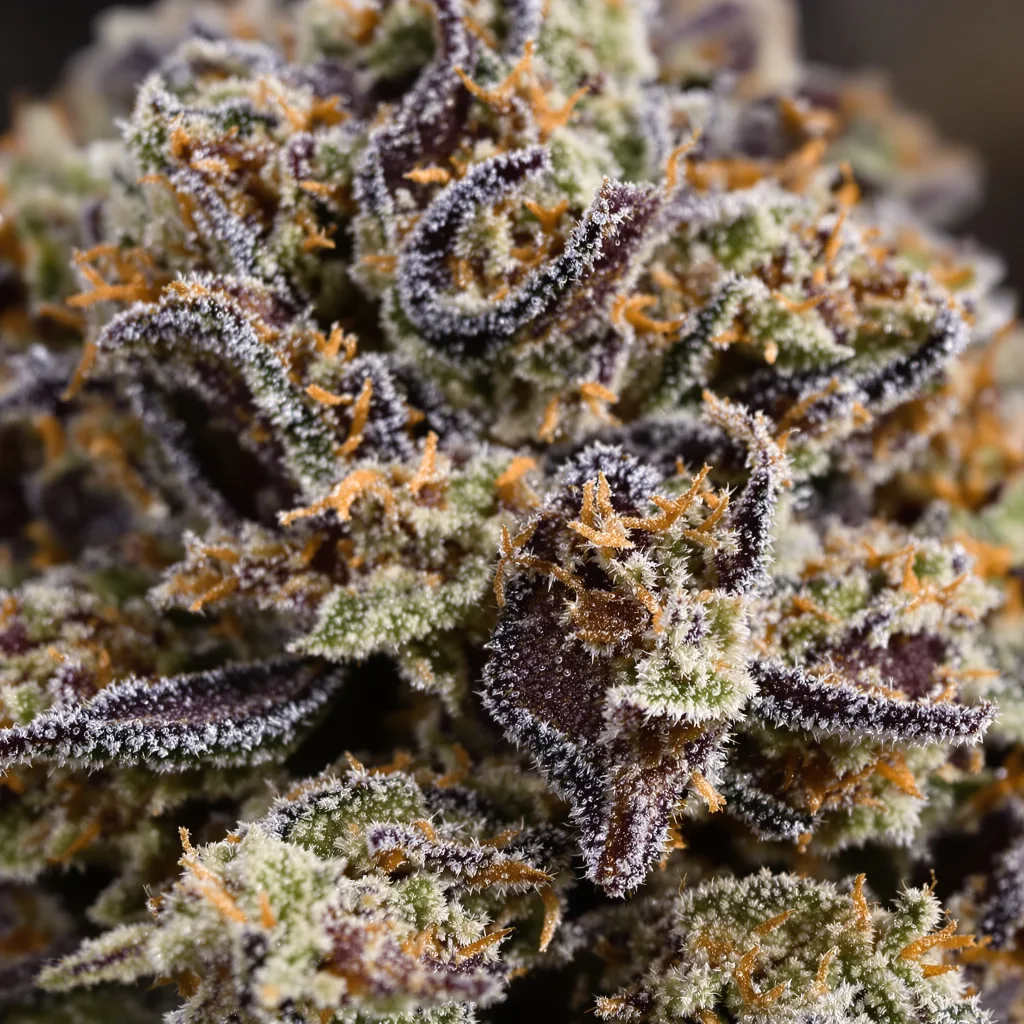 Primer plano de cogollo de cannabis LA Ultra mostrando cálices densos con tonos morados