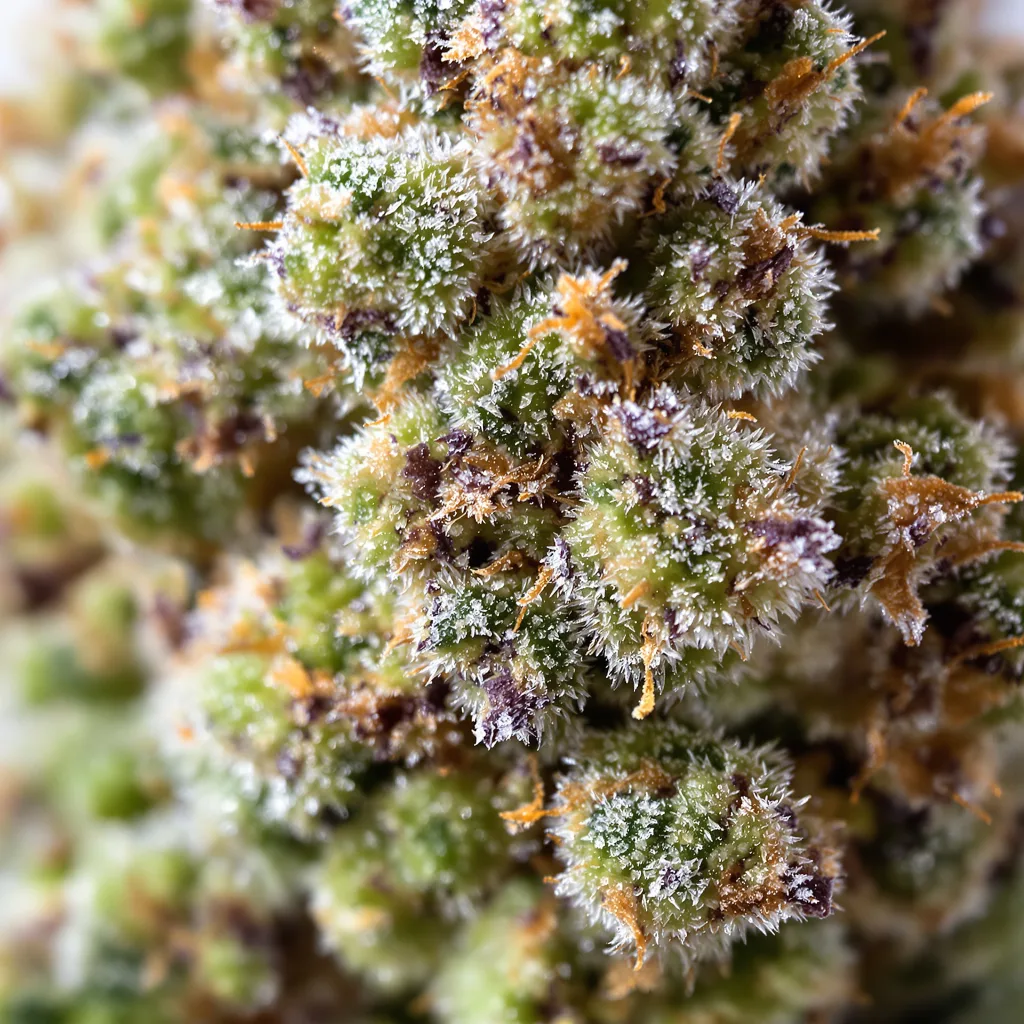 Primer plano de cogollo de cannabis LA Woman mostrando estructura equilibrada con tricomas escarchados
