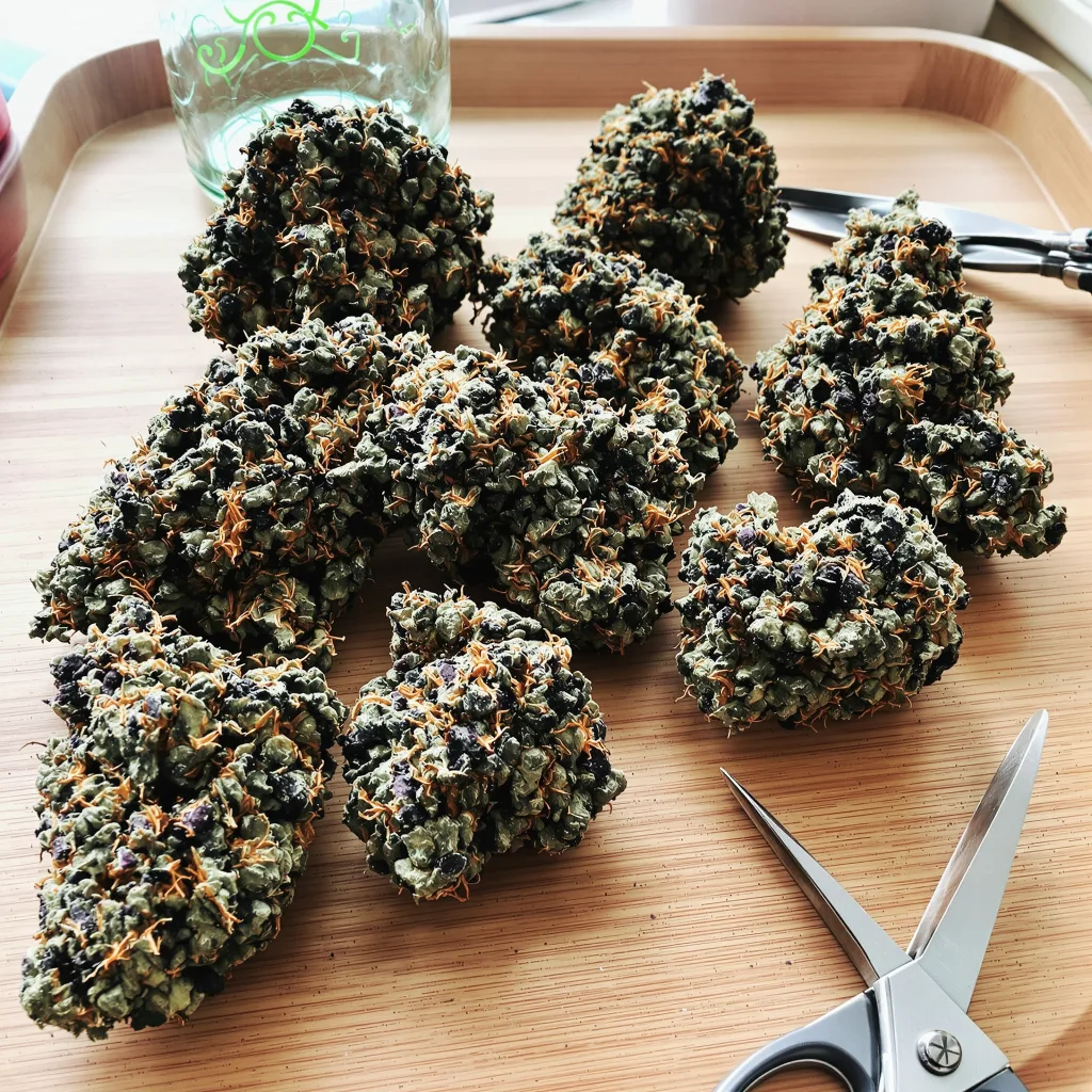 Lavender Jones 70% indica / 30% sativa — flor con tricomas visibles