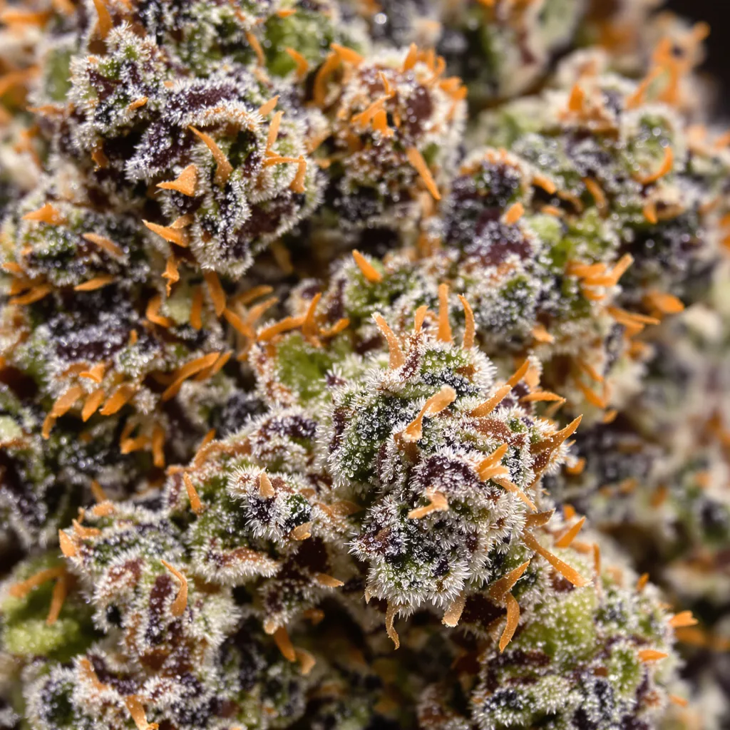 Primer plano de cogollo de cannabis Legend OG mostrando cálices densos con tonos morados