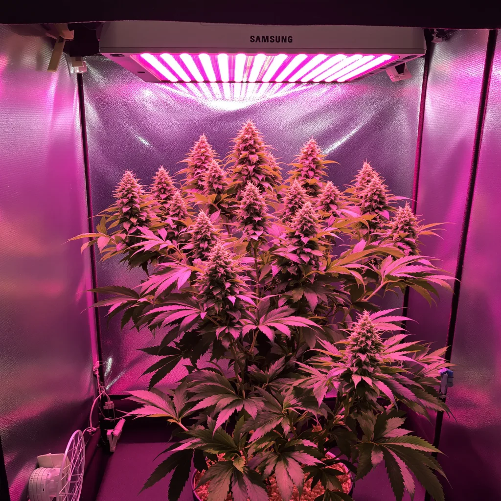 Planta de cannabis Lemon Daddy en fase de floración — 60-100 cm autofloración