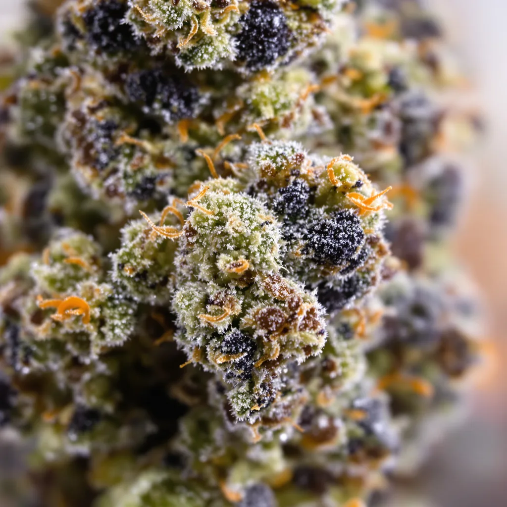 Primer plano de cogollo de cannabis Lemon Daddy mostrando cálices densos con tonos morados