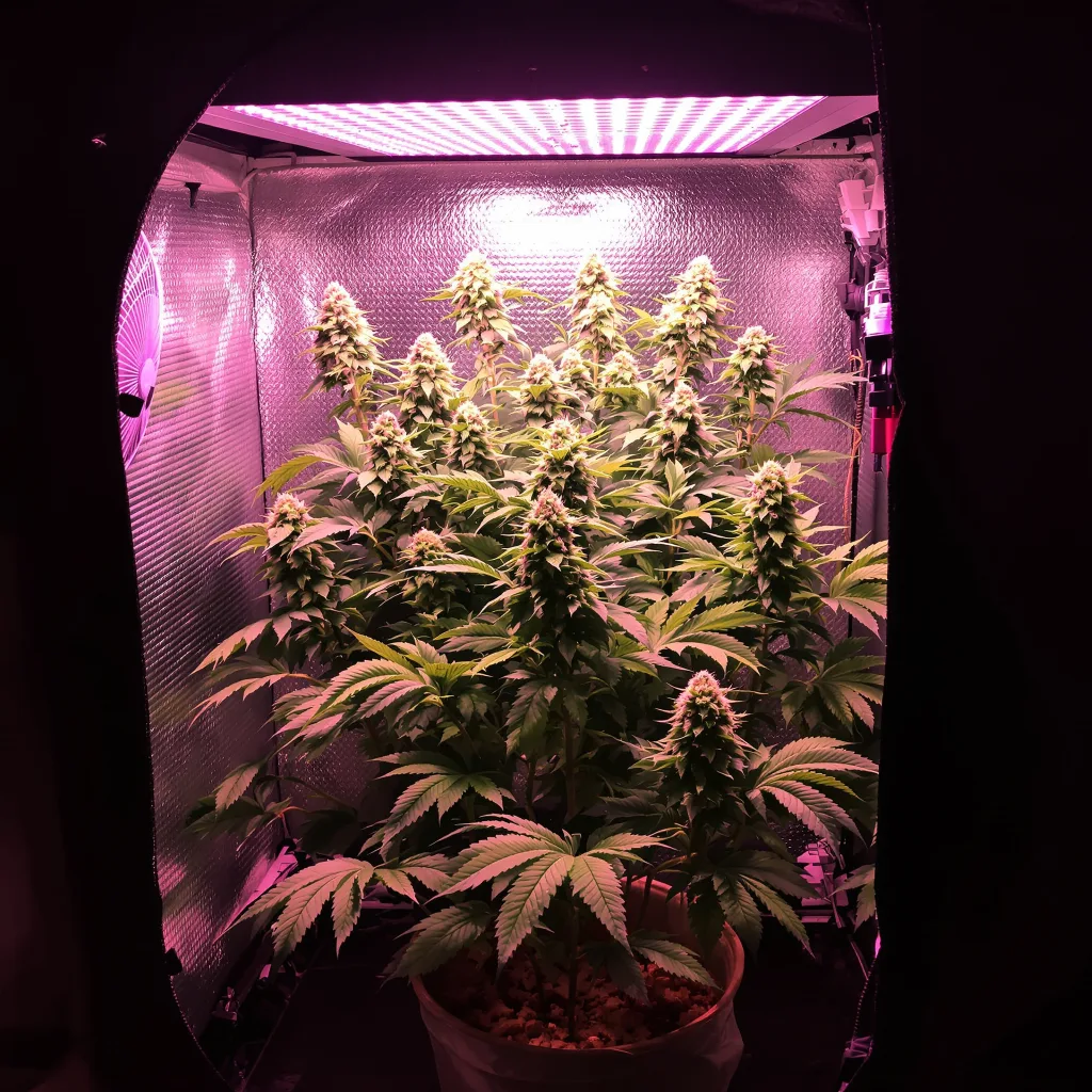 Planta de cannabis Lemon Diesel en fase de floración — 90-130 cm feminizada