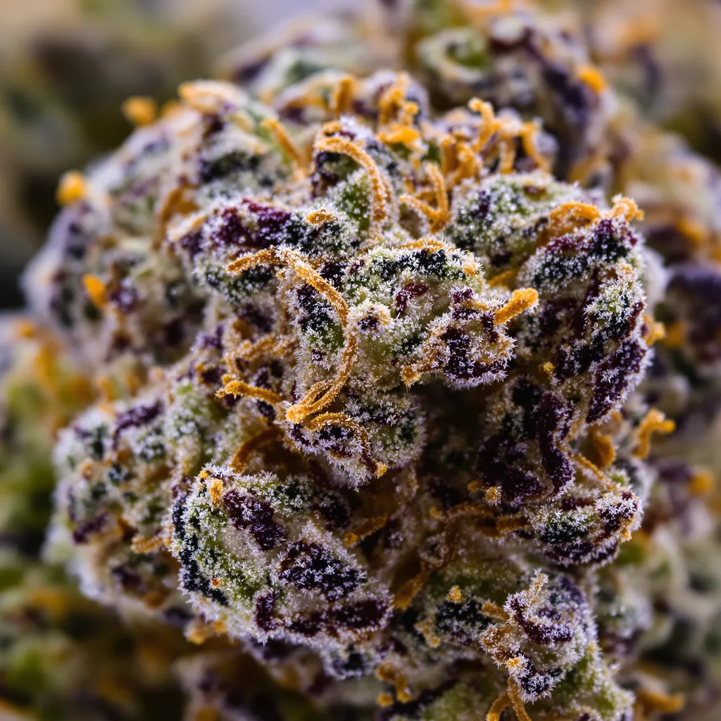 Primer plano de cogollo de cannabis Lemon Diesel mostrando cálices densos con tonos morados