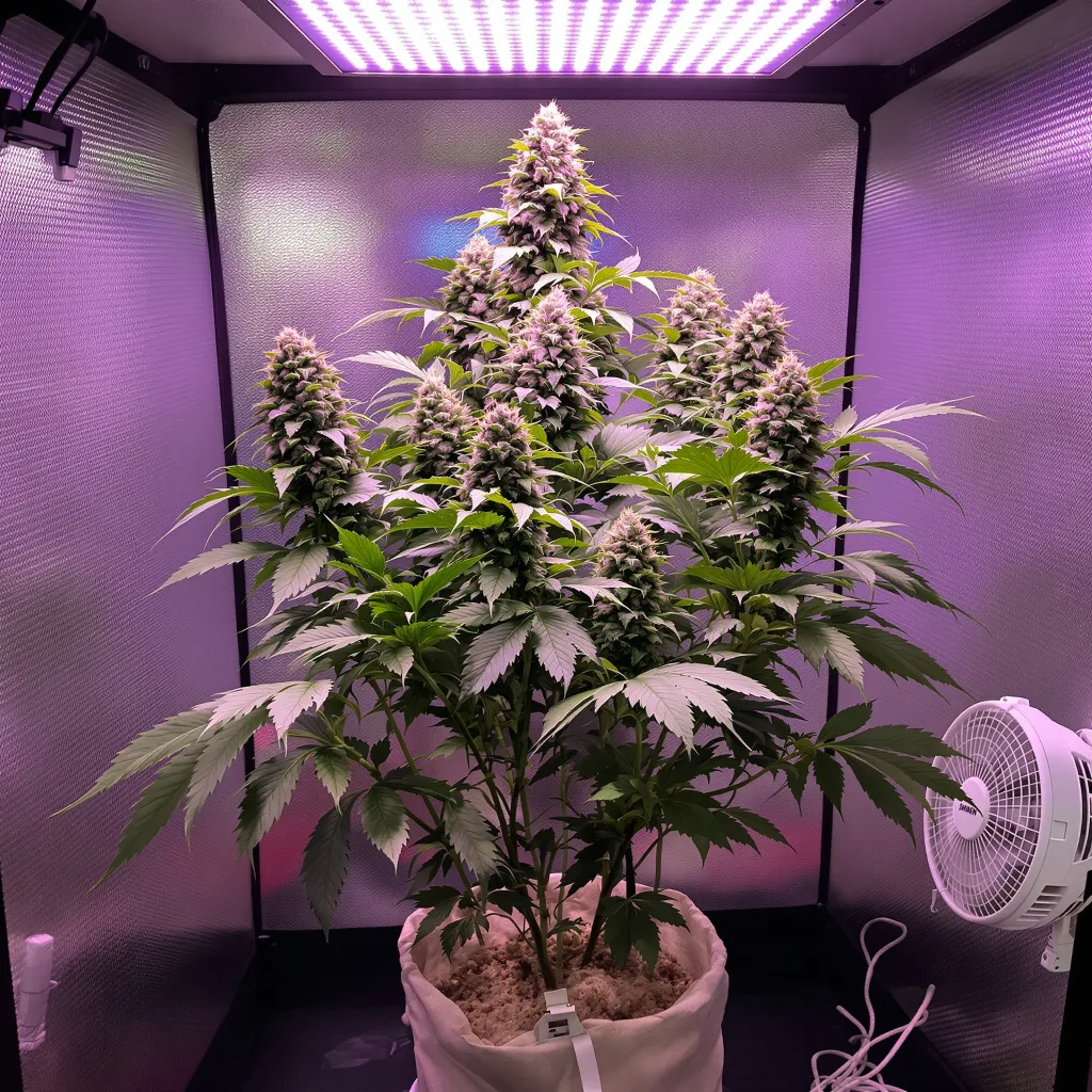 Planta de cannabis Lemon Drizzle en fase de floración — 60-100 cm autofloración