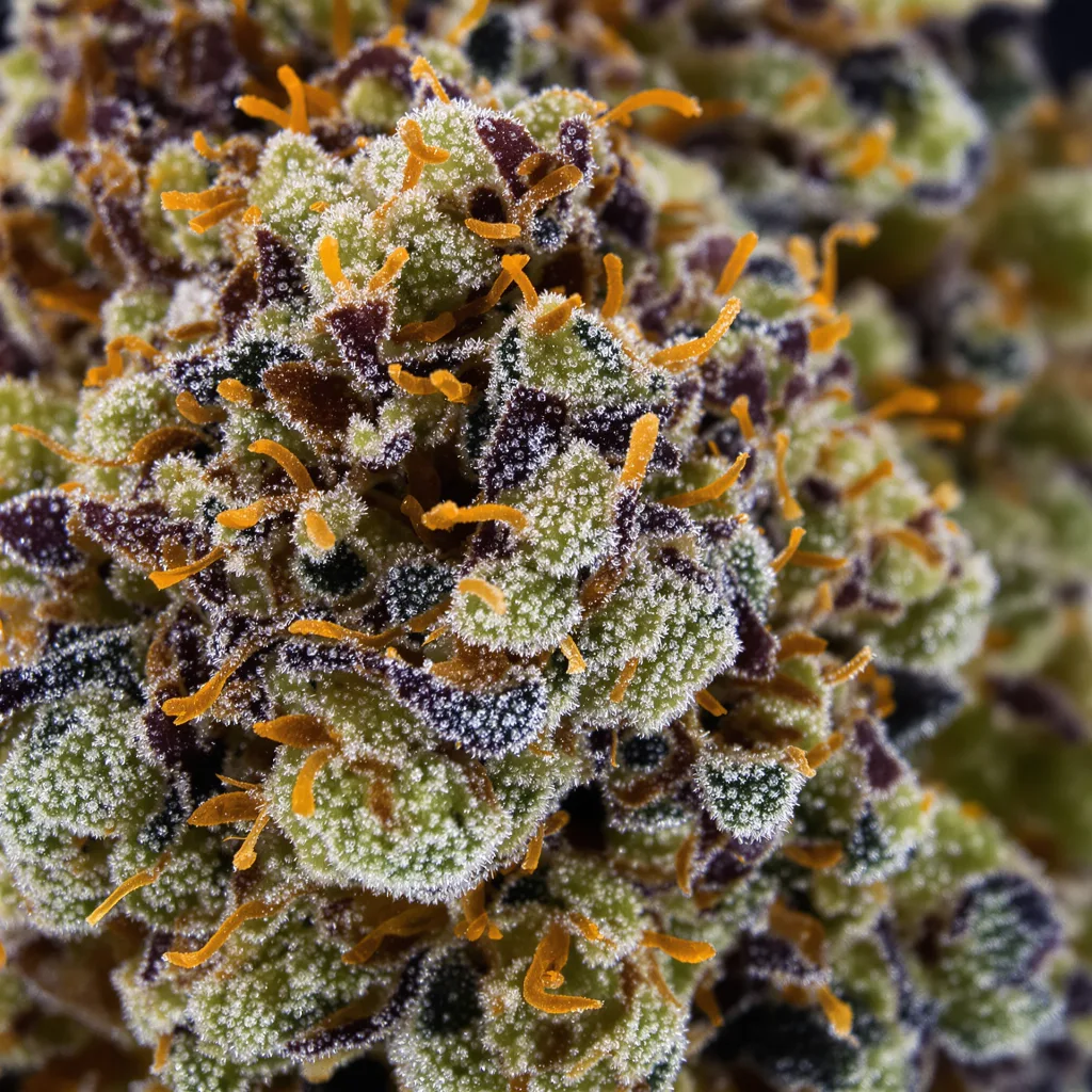 Primer plano de cogollo de cannabis Lemon Drizzle mostrando cálices densos con tonos morados
