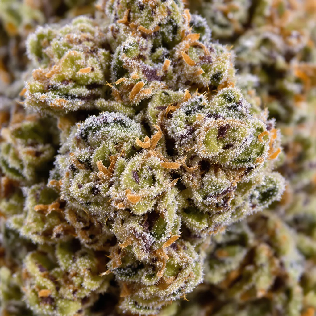 Primer plano de cogollo de cannabis Lemon Drop mostrando estructura equilibrada con tricomas escarchados