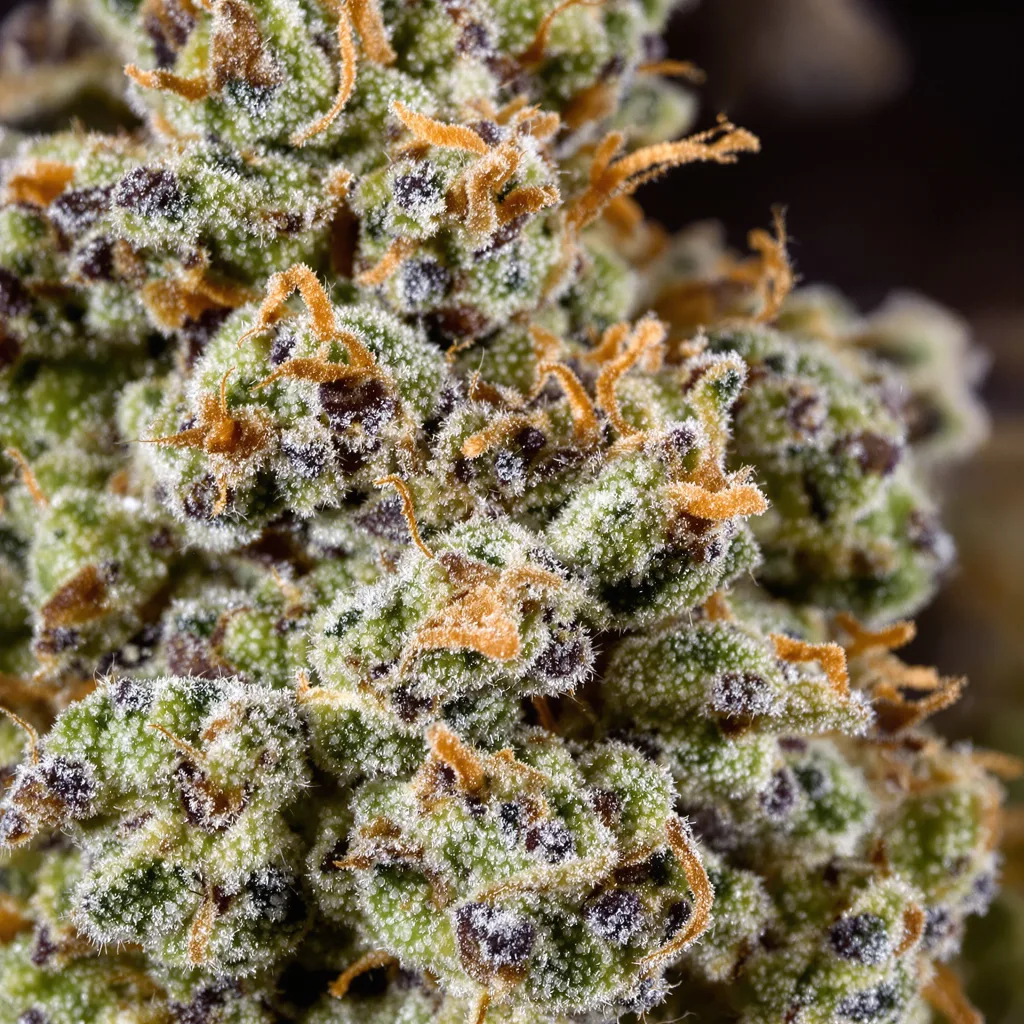 Primer plano de cogollo de cannabis Lemon mostrando estructura equilibrada con tricomas escarchados