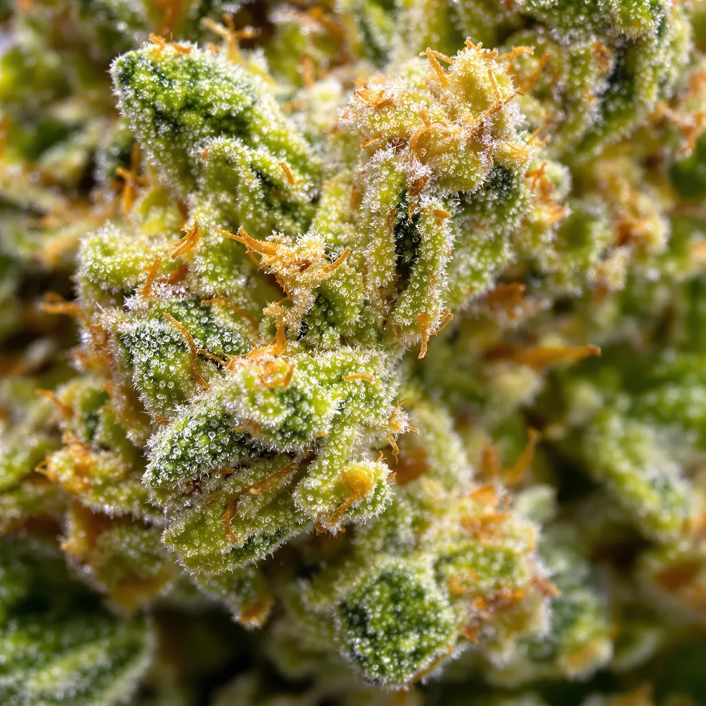 Primer plano de cogollo de cannabis Lemon Haze mostrando estructura aireada verde lima