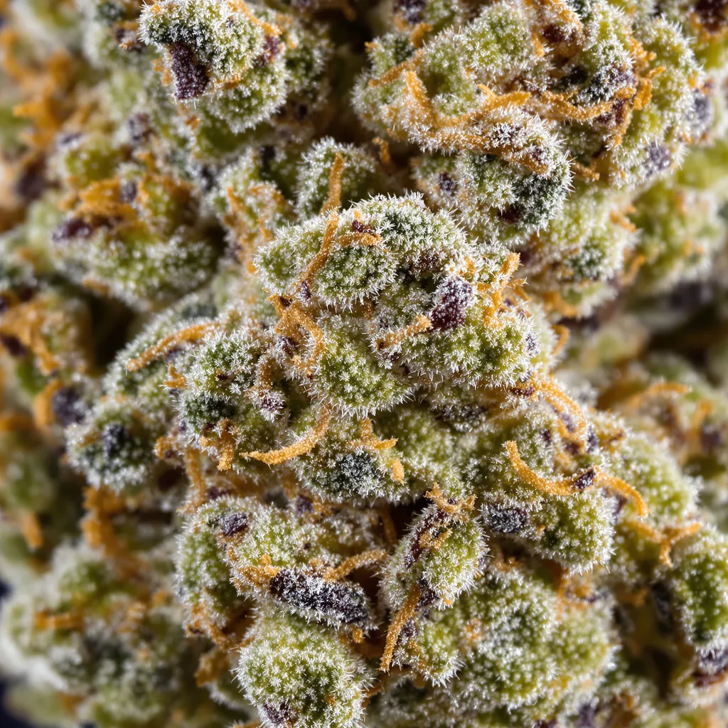 Primer plano de cogollo de cannabis Lemon Kush mostrando estructura equilibrada con tricomas escarchados