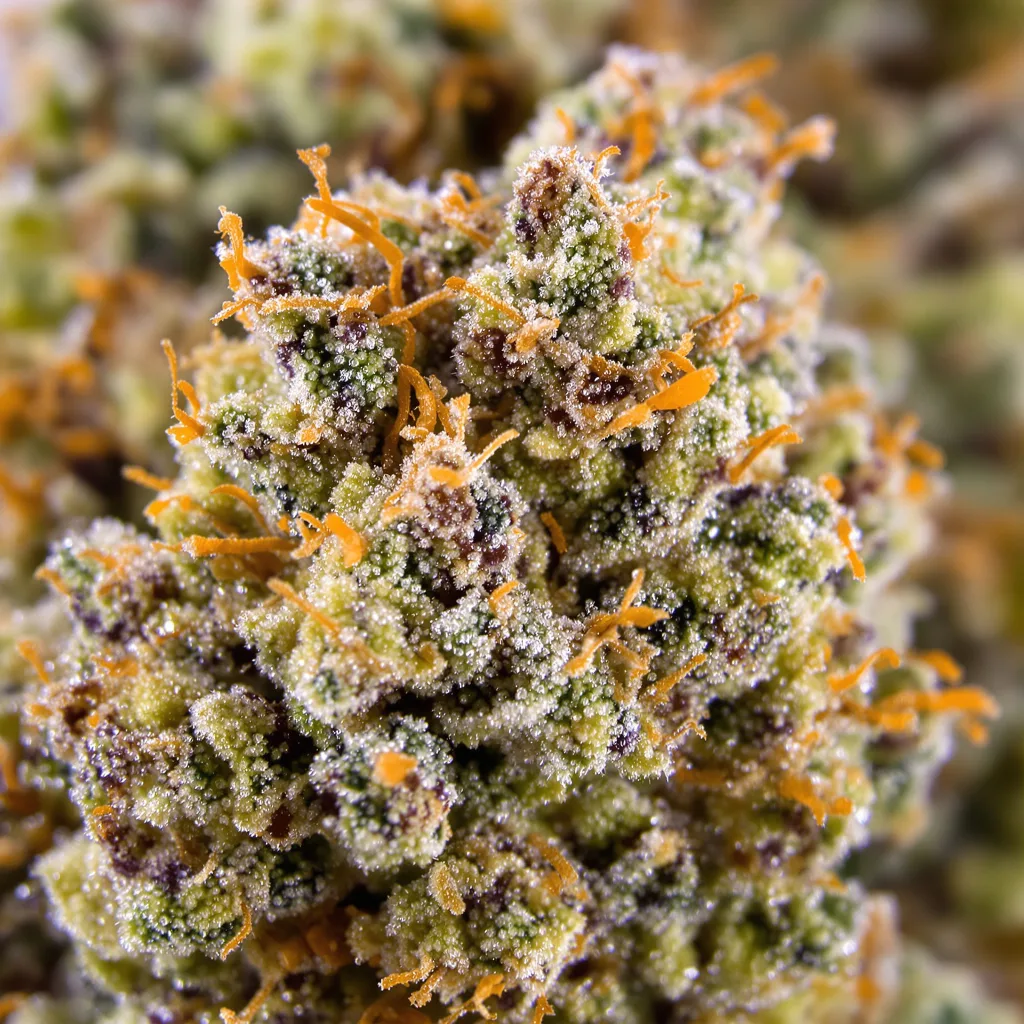 Primer plano de cogollo de cannabis Lemon OG Kush mostrando estructura equilibrada con tricomas escarchados
