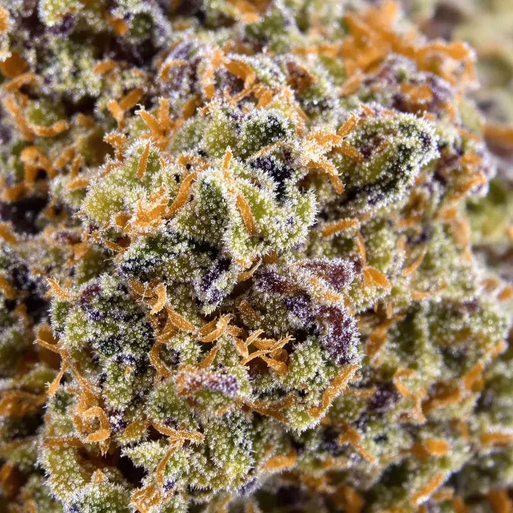 Primer plano de cogollo de cannabis Lemon OG Kush mostrando estructura equilibrada con tricomas escarchados