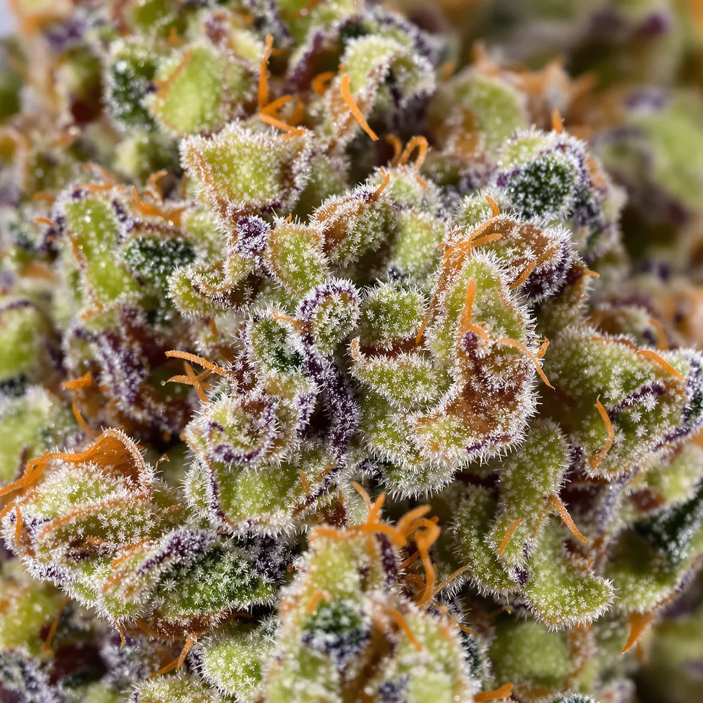 Primer plano de cogollo de cannabis Lemon Skunk mostrando estructura abierta con pistilos naranjas