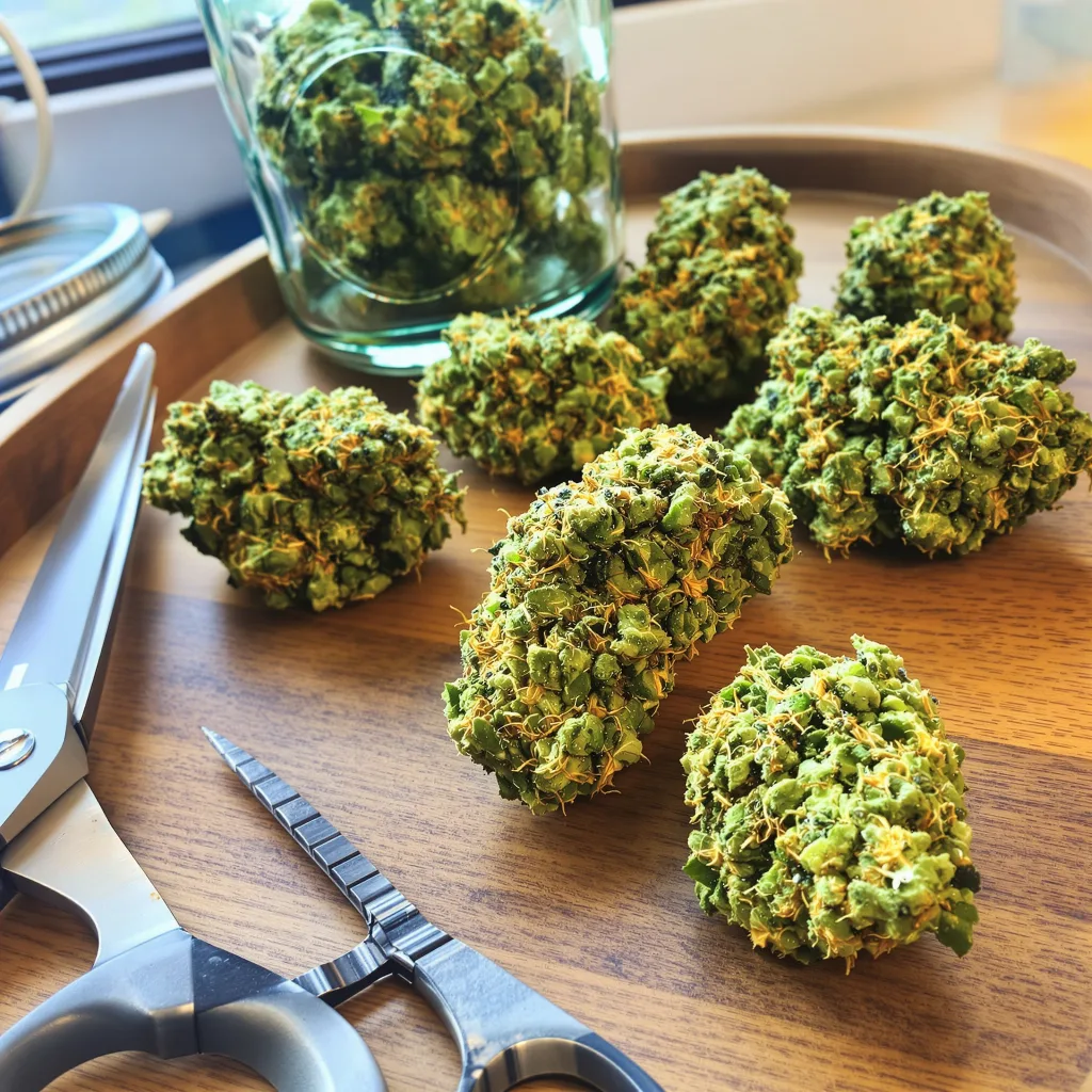 Lodi Dodi 24% indica / 76% sativa — flor con tricomas visibles