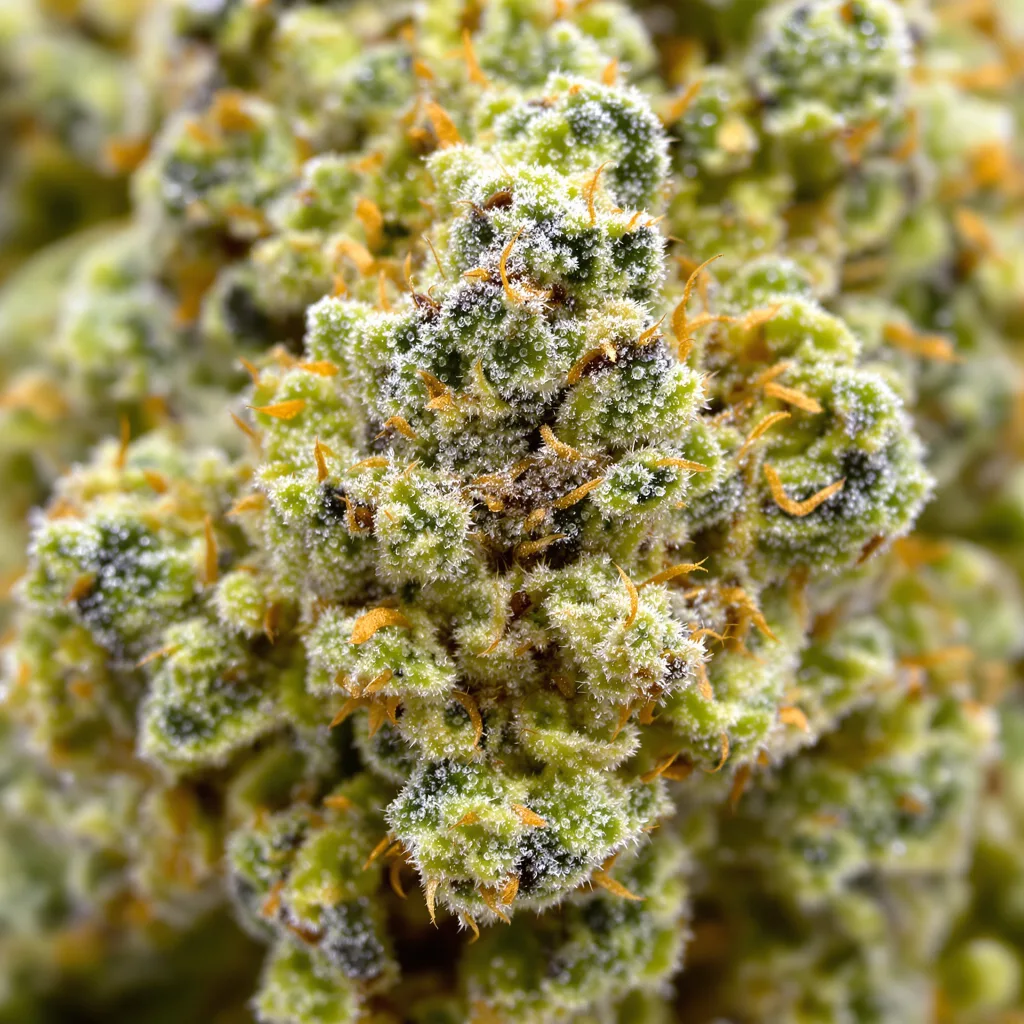 Primer plano de cogollo de cannabis Lodi Dodi mostrando estructura aireada verde lima