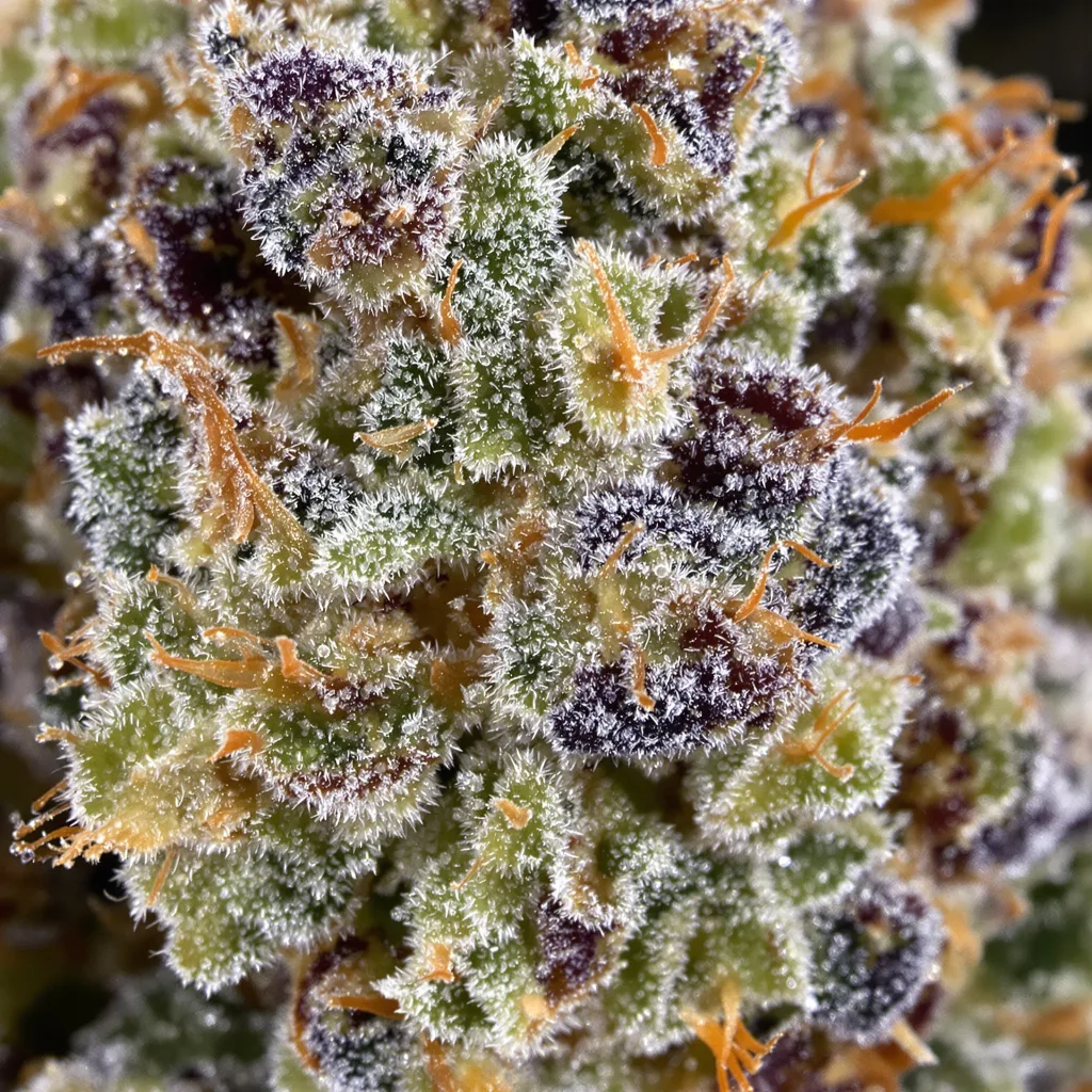 Primer plano de cogollo de cannabis LSD mostrando estructura equilibrada con tricomas escarchados