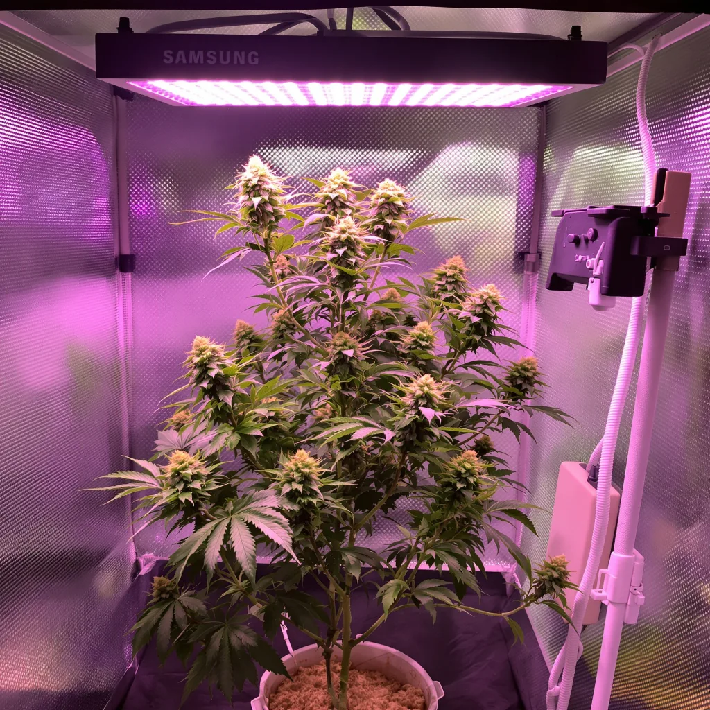 Planta de cannabis Lucid Blue en fase de floración — 120-180 cm feminizada
