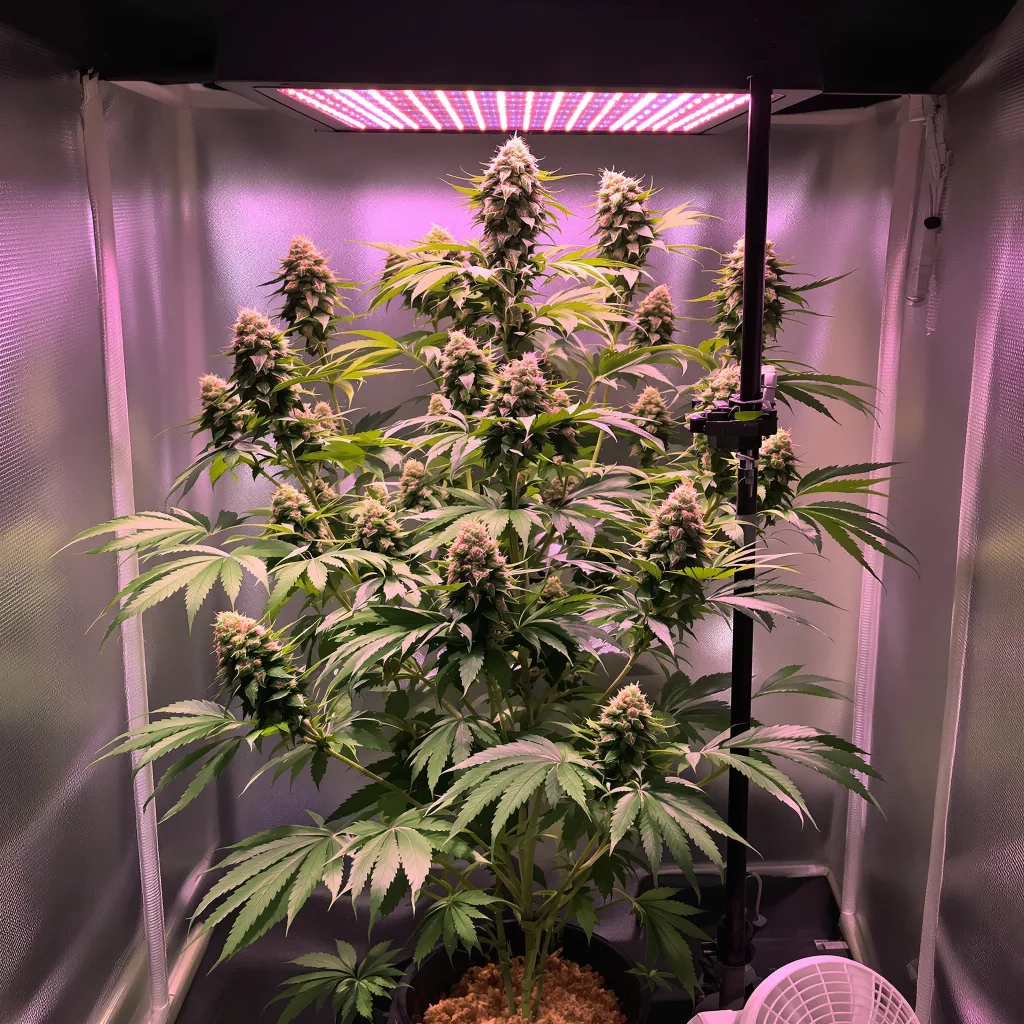 Planta de cannabis Lucky Charms en fase de floración — 120-180 cm feminizada