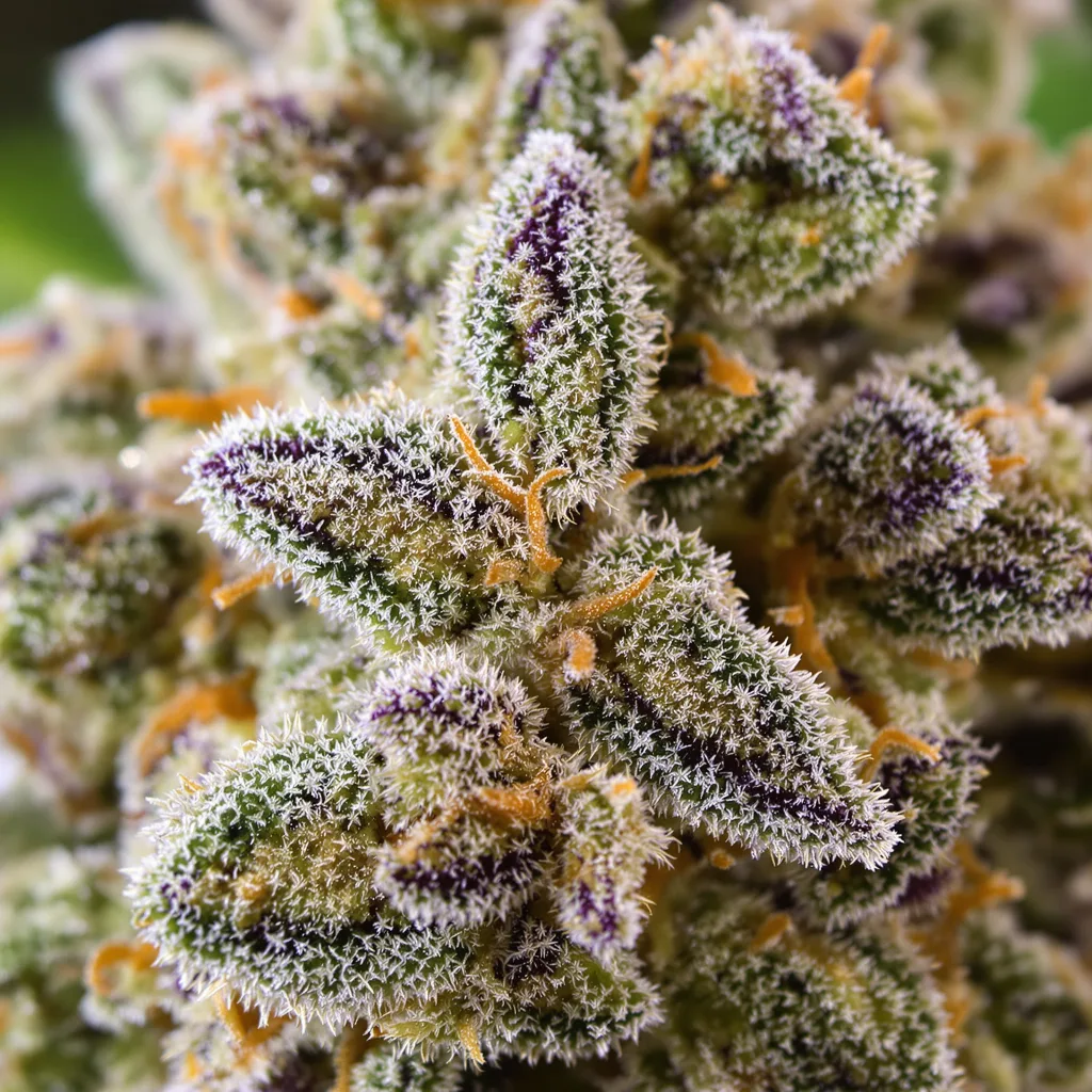 Primer plano de cogollo de cannabis M-39 mostrando cogollos densos verde bosque
