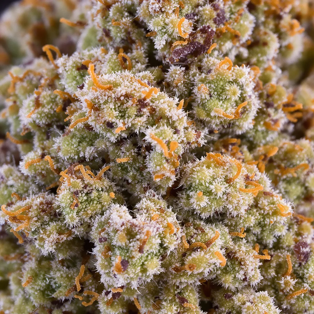 Primer plano de cogollo de cannabis Mac 1 mostrando estructura equilibrada con tricomas escarchados