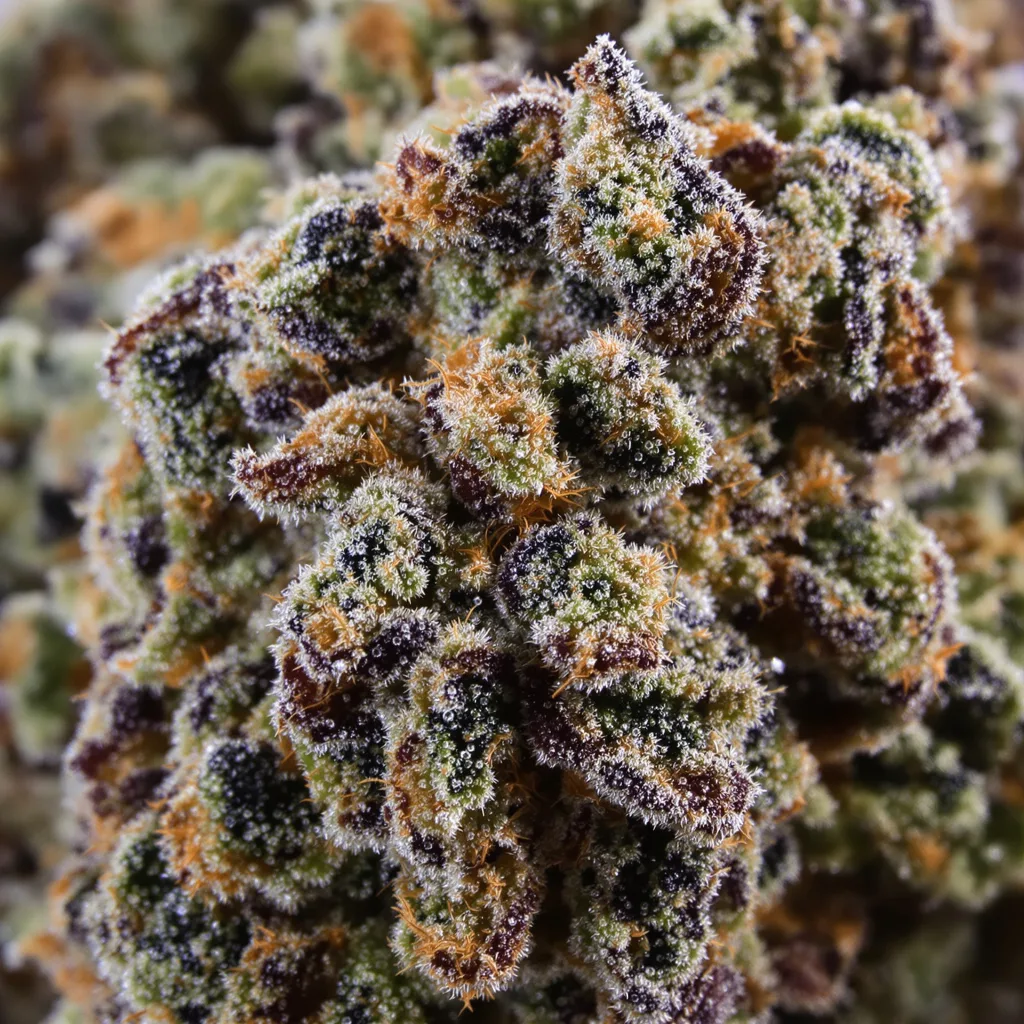 Primer plano de cogollo de cannabis Mad Scientist mostrando cálices densos con tonos morados