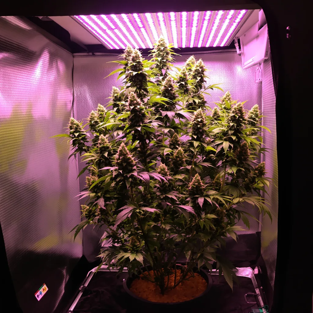 Planta de cannabis Magnum en fase de floración — 120-180 cm feminizada