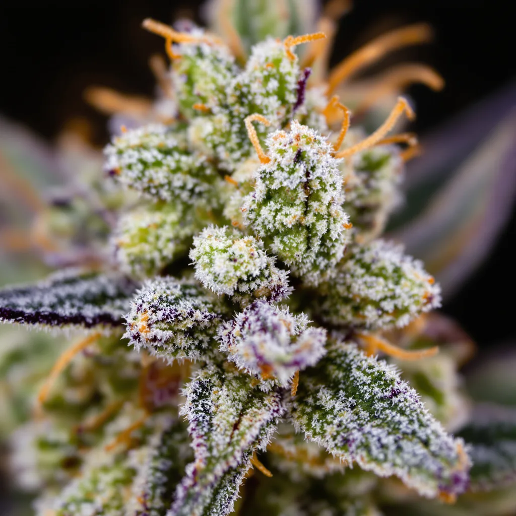 Primer plano de cogollo de cannabis Magnum mostrando estructura equilibrada con tricomas escarchados