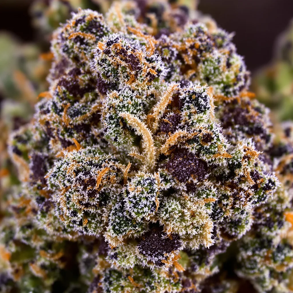 Primer plano de cogollo de cannabis Majestic 12 mostrando cálices densos con tonos morados