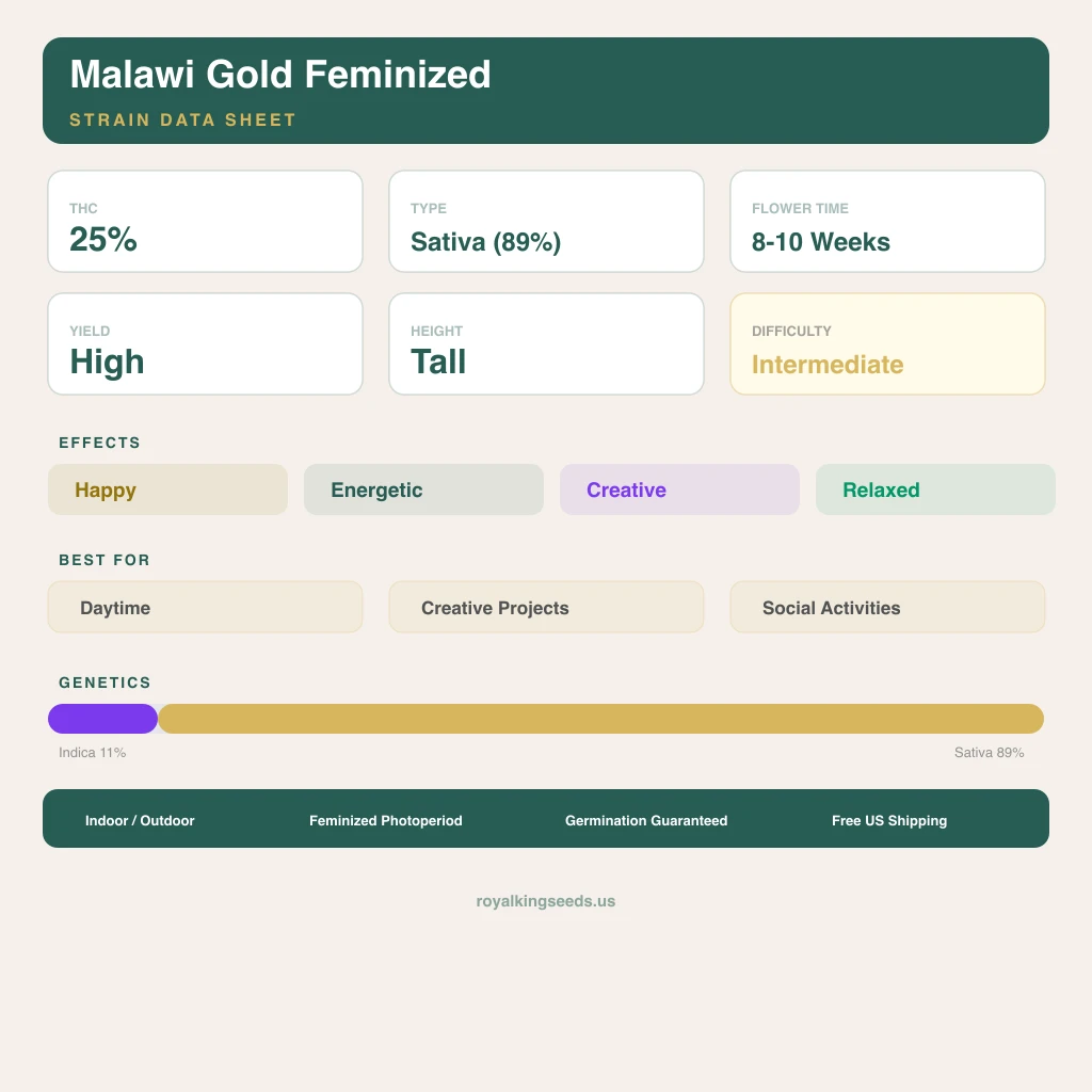 Malawi Gold 11% indica / 89% sativa — flor con tricomas visibles