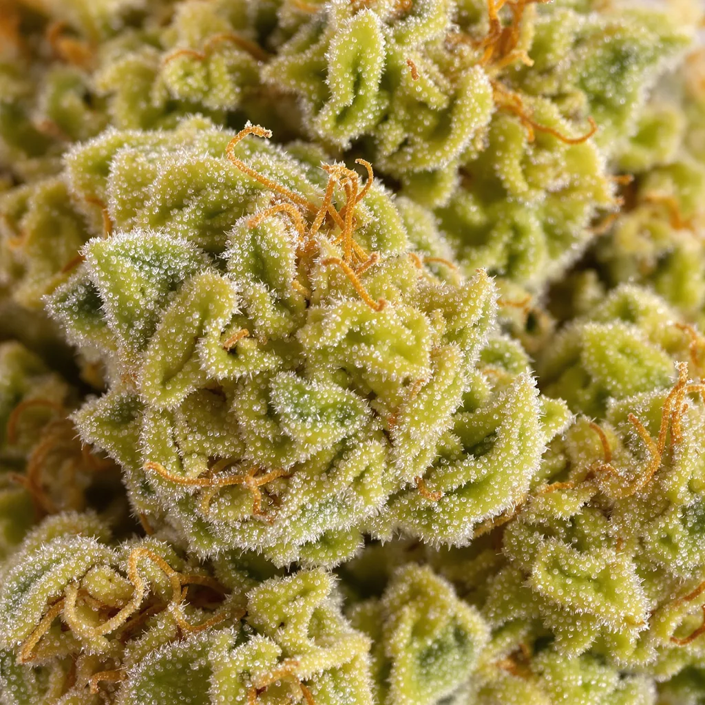 Primer plano de cogollo de cannabis Malawi Gold mostrando estructura aireada verde lima