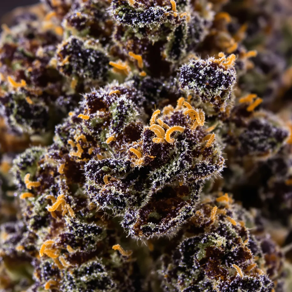 Primer plano de cogollo de cannabis Mandarine mostrando cálices densos con tonos morados