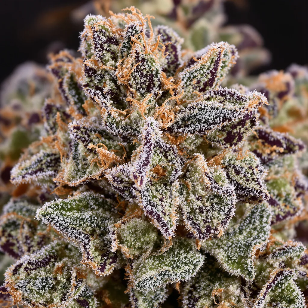 Primer plano de cogollo de cannabis Mandarine mostrando cálices densos con tonos morados