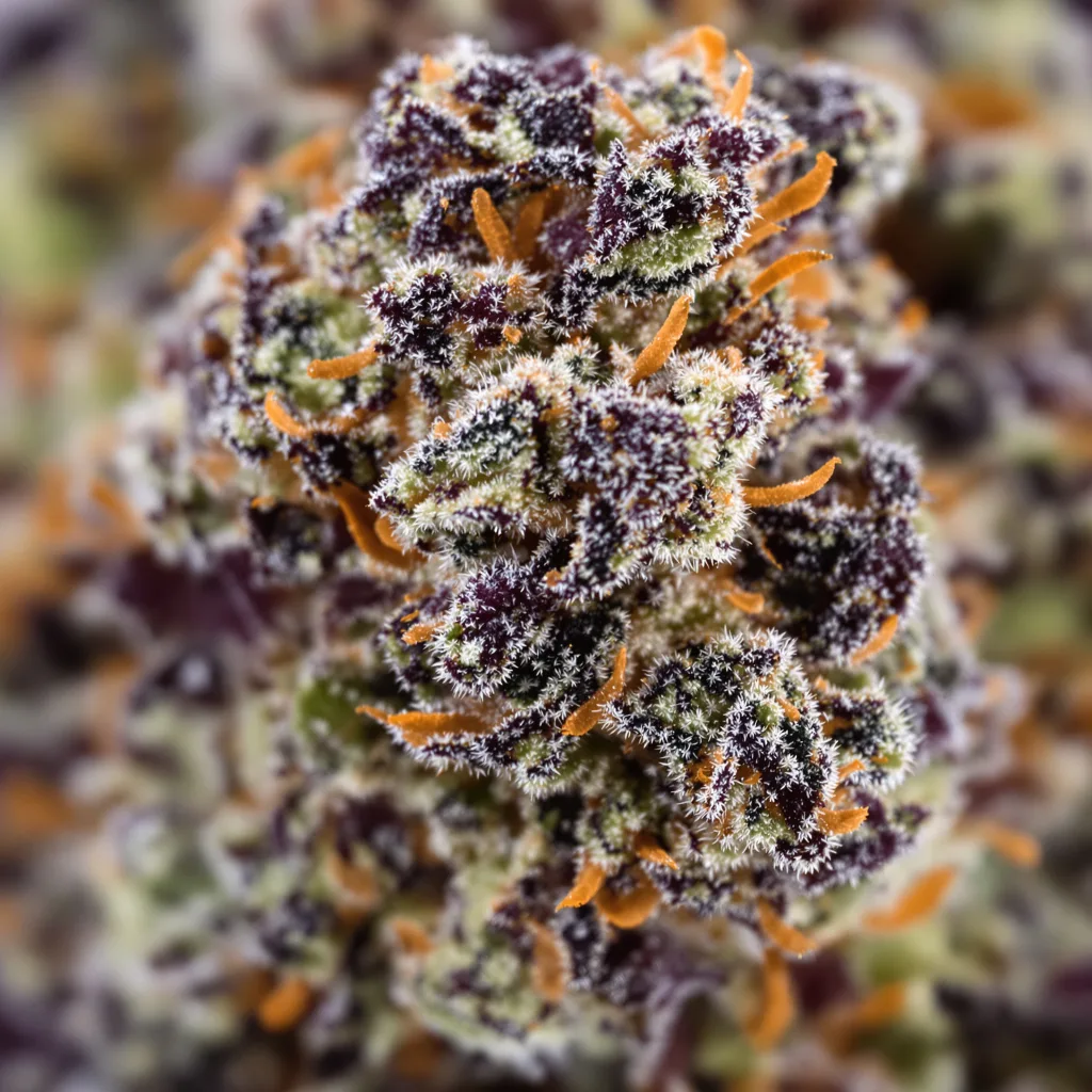 Primer plano de cogollo de cannabis Mango Crack mostrando cálices densos con tonos morados