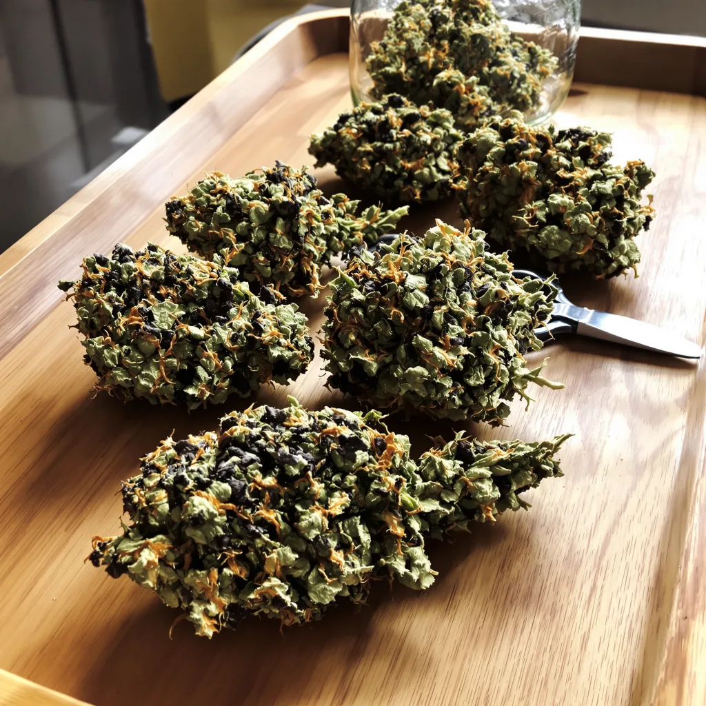 Mango Kush 89% indica / 11% sativa — flor con tricomas visibles