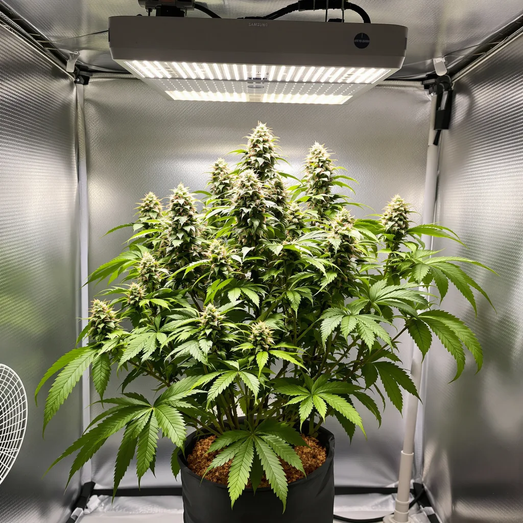 Planta de cannabis Mango Kush en fase de floración — 90-130 cm feminizada