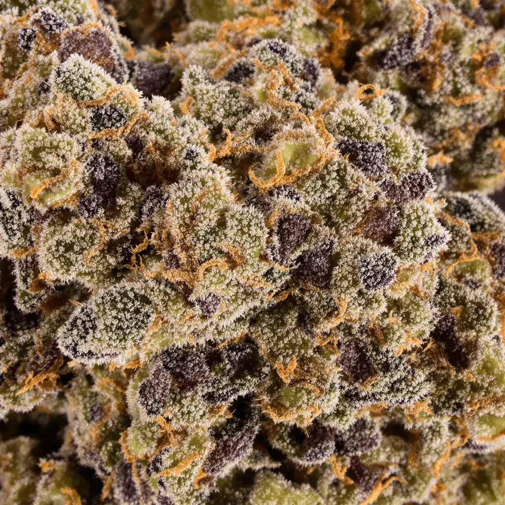 Primer plano de cogollo de cannabis Maple Leaf mostrando cálices densos con tonos morados