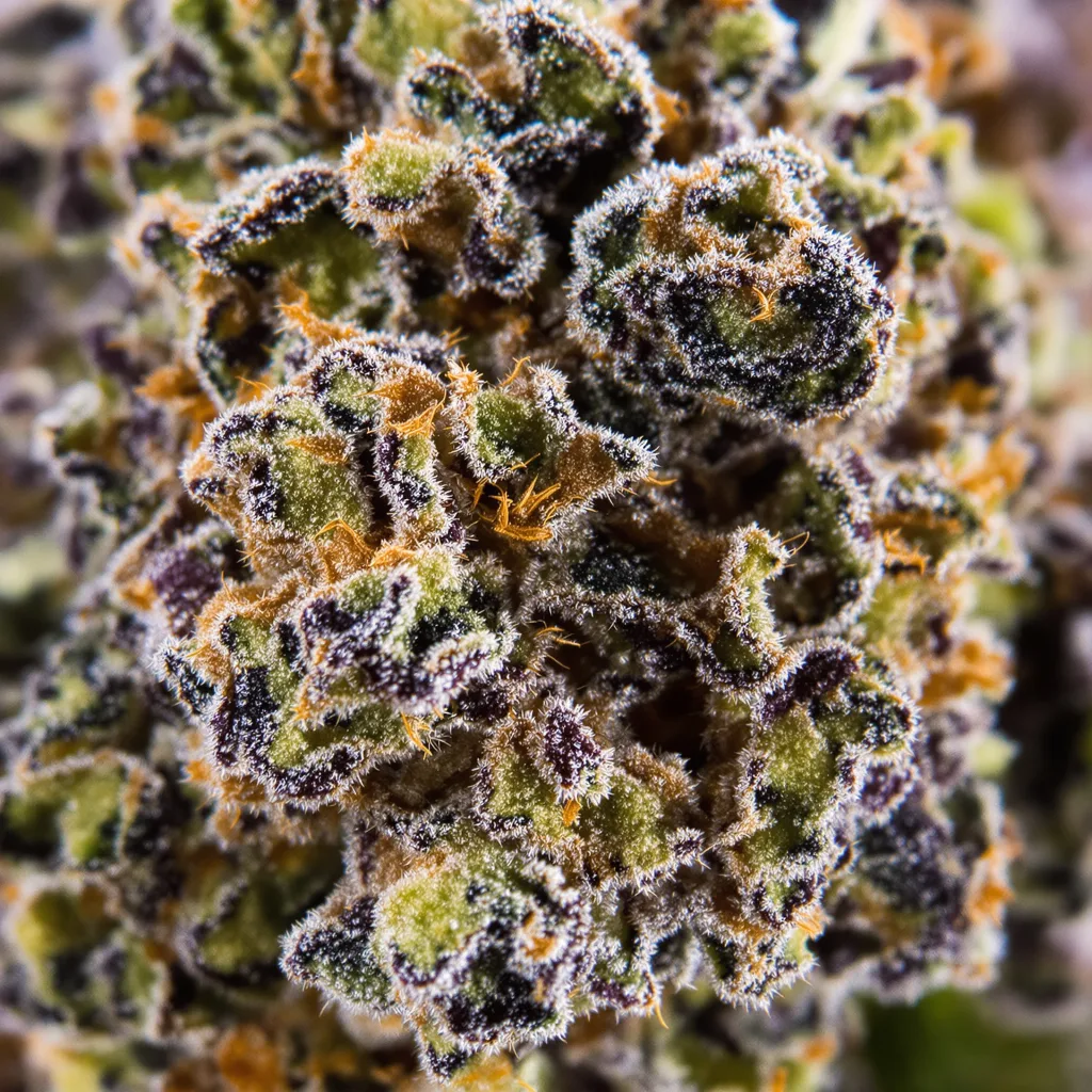 Primer plano de cogollo de cannabis Marionberry Kush mostrando cálices densos con tonos morados