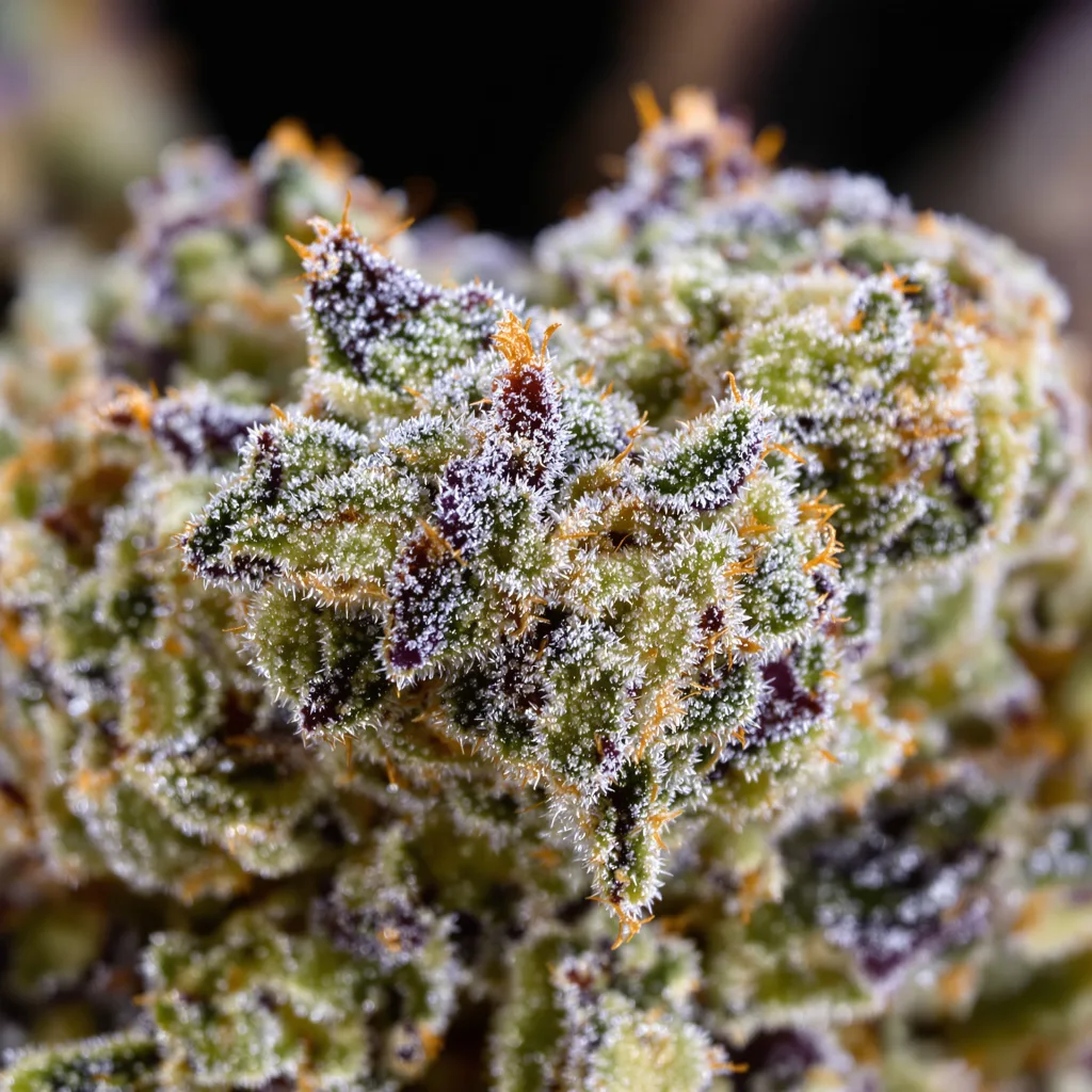 Primer plano de cogollo de cannabis Master Bubba mostrando estructura equilibrada con tricomas escarchados