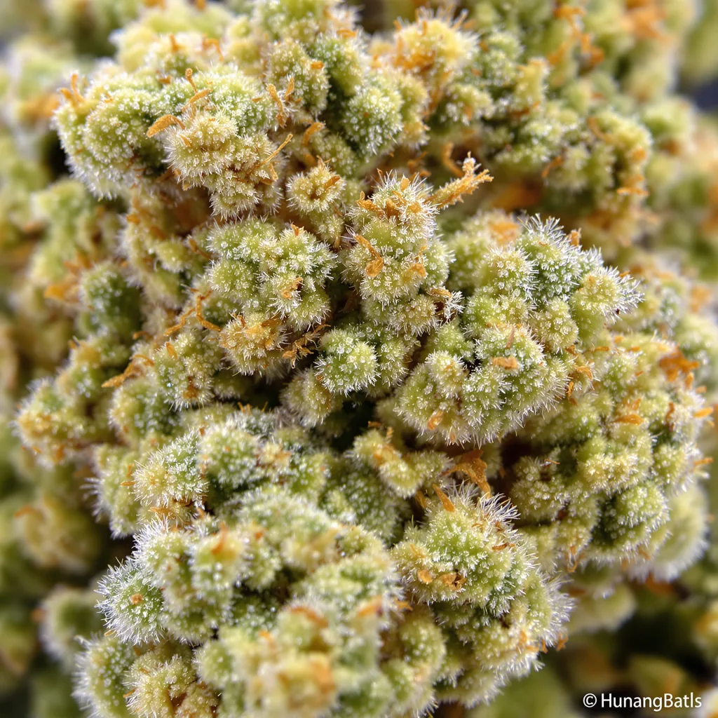 Primer plano de cogollo de cannabis Mataro Blue CBD mostrando flor clara con baja resina