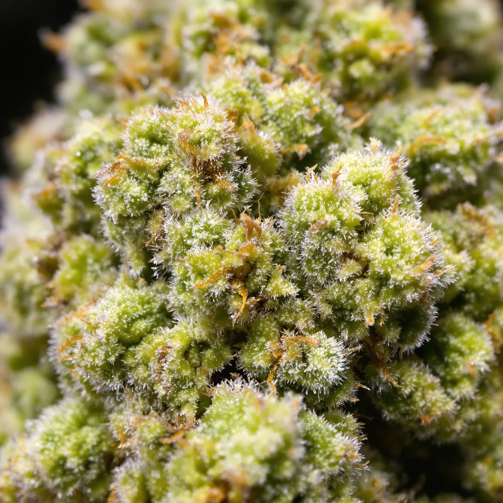 Primer plano de cogollo de cannabis Maui mostrando estructura aireada verde lima