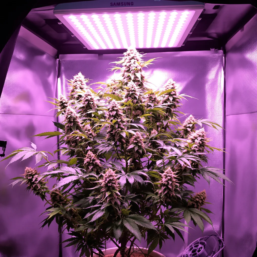 Planta de cannabis Maui Pineapple Chunk en fase de floración — 60-100 cm autofloración