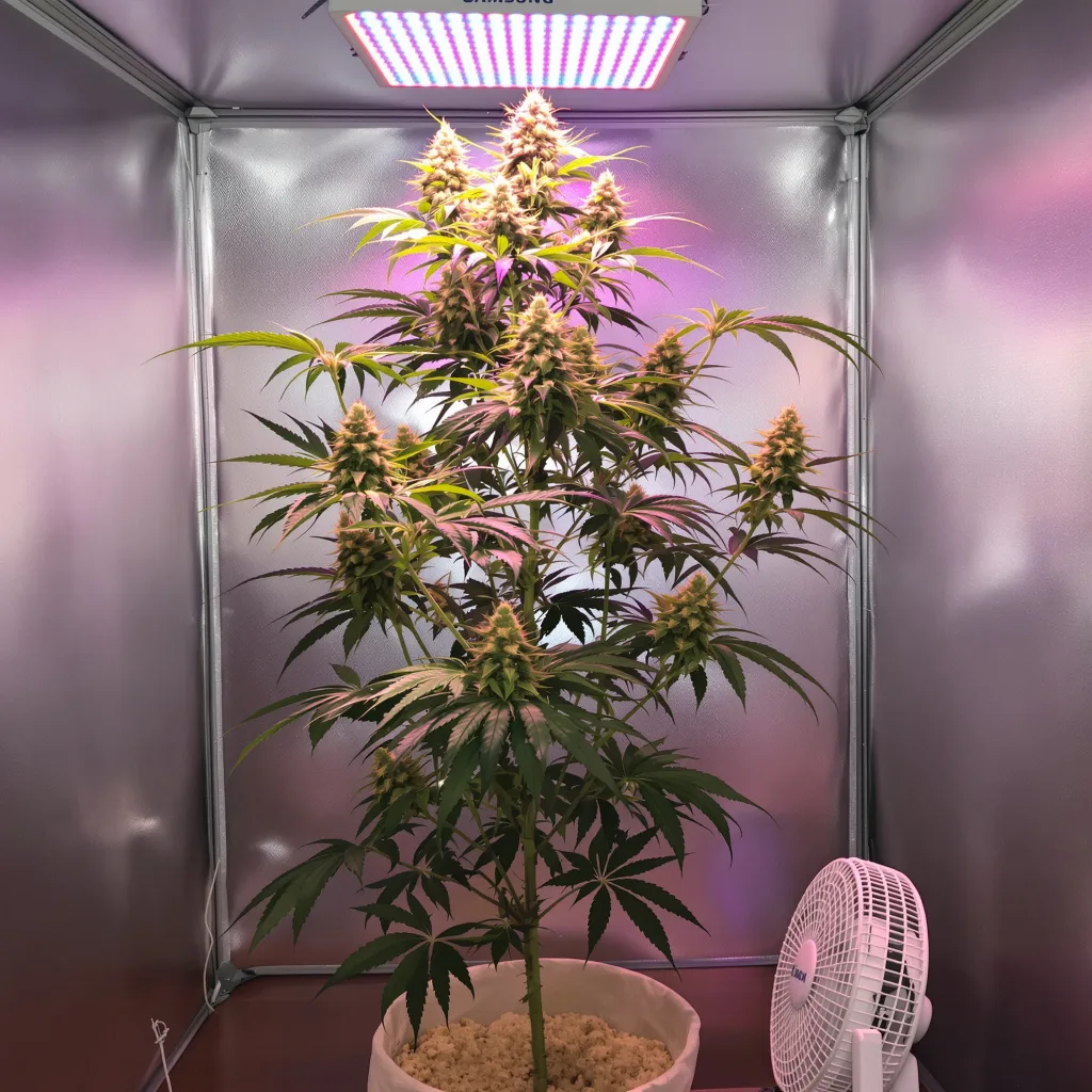 Planta de cannabis Maui Wowie en fase de floración — 60-100 cm autofloración
