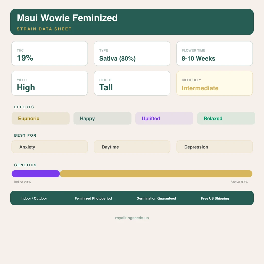 Maui Wowie 20% indica / 80% sativa — flor con tricomas visibles