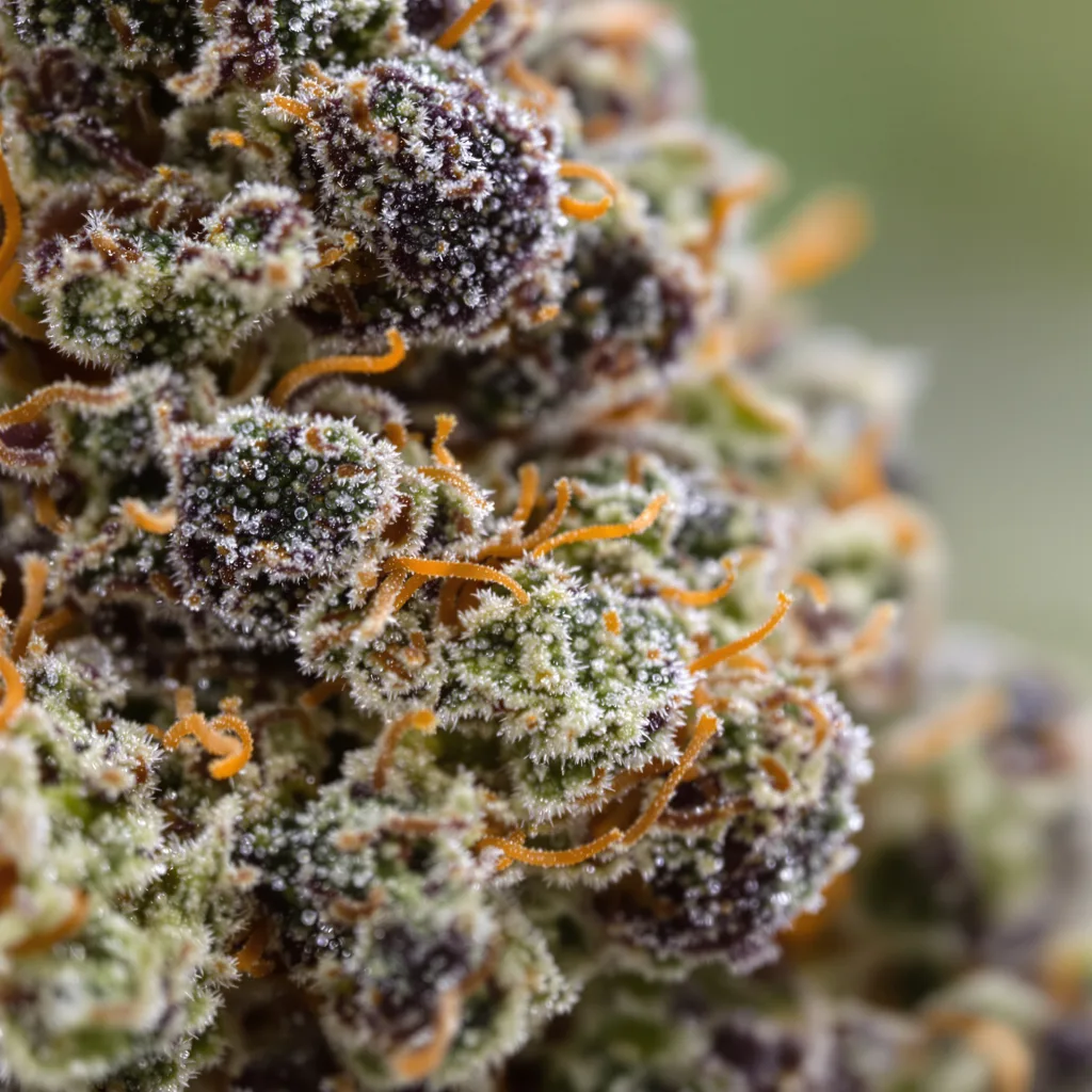Primer plano de cogollo de cannabis Mazar mostrando cálices densos con tonos morados